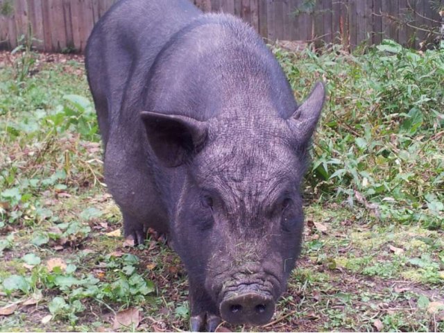 Поросятам 6 месяцев. Вьетнамская порода свиней. Кемеровская свинья. Вьетнамская Свинка фото.