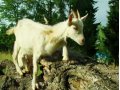 Обменяю или продам молодых коз в городе Хабаровск, фото 1, Хабаровский край