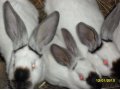 Кролики породы Фландер, Калифорниец в городе Оренбург, фото 1, Оренбургская область