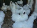 Китайские шёлковые цыплята в городе Краснодар, фото 1, Краснодарский край