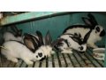 Кролики чистокровные любых пород в городе Нижний Новгород, фото 1, Нижегородская область