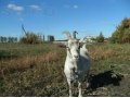 Продам козу в городе Воронеж, фото 1, Воронежская область