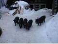 Молоденькие вьетнамские свинки 5 мес в городе Верхняя Салда, фото 1, Свердловская область
