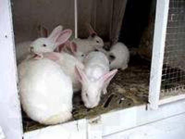 Продам крольчат породы Белый Великан в городе Новосибирск, фото 1, стоимость: 1 000 руб.