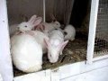 Продам крольчат породы Белый Великан в городе Новосибирск, фото 1, Новосибирская область