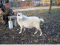 Продаются козы и козлята. в городе Белореченск, фото 1, Краснодарский край