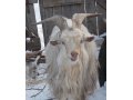 Продаю коз и козлика в городе Иркутск, фото 1, Иркутская область