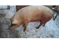 Продам свиноматку в городе Альметьевск, фото 1, Татарстан