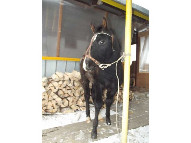 Обменяю Жеребенка на другого или пони в городе Усолье-Сибирское, фото 5, Иркутская область