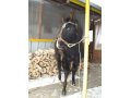 Обменяю Жеребенка на другого или пони в городе Усолье-Сибирское, фото 5, стоимость: 0 руб.