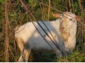 Дойные козы в городе Краснодар, фото 1, Краснодарский край
