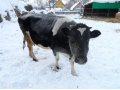 продается корова в городе Нижневартовск, фото 1, Ханты-Мансийский автономный округ
