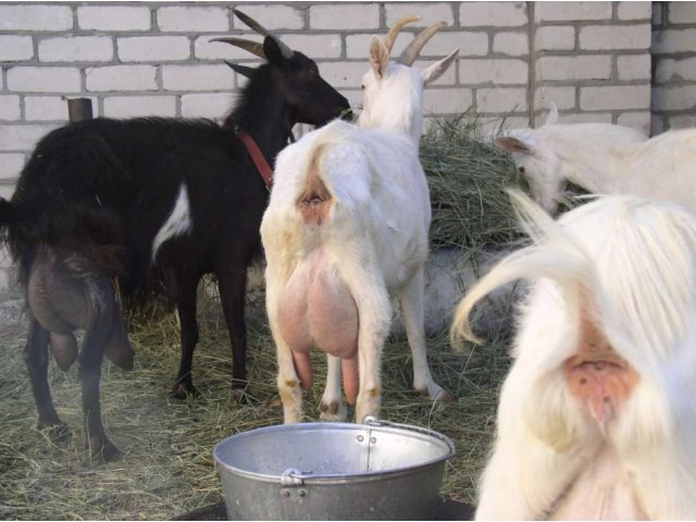 Козлята лучших молочных пород в городе Липецк, фото 1, Сельхоз животные