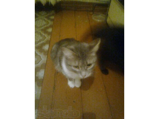 Отдам котят в хорошие руки в городе Магнитогорск, фото 4, Животные даром