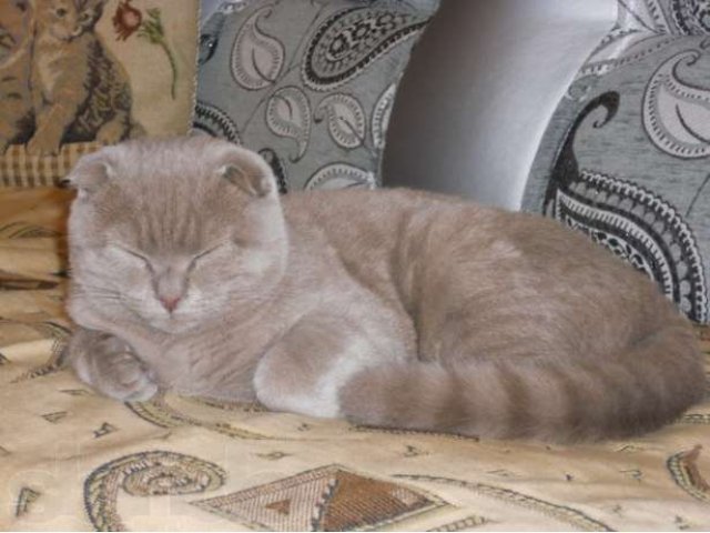 Шотландский вислоухий кот в городе Пермь, фото 2, стоимость: 0 руб.