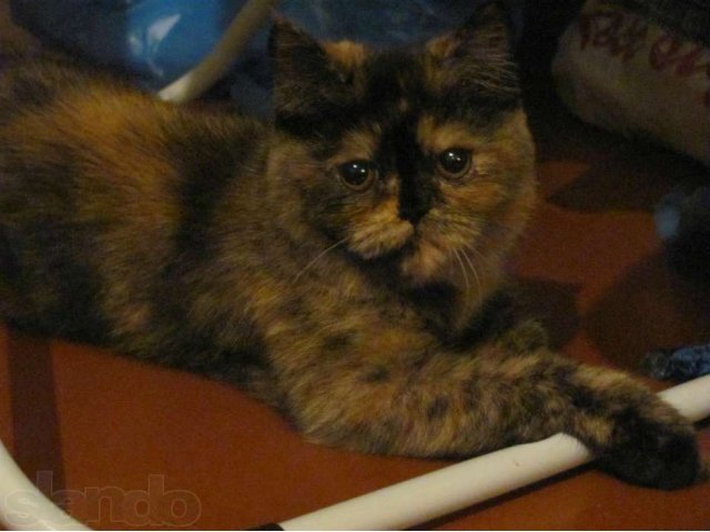 Необходим кот экзот для вязки. в городе Улан-Удэ, фото 1, стоимость: 0 руб.