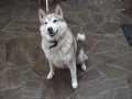 Вязка (случка) собак. в городе Воронеж, фото 1, Воронежская область