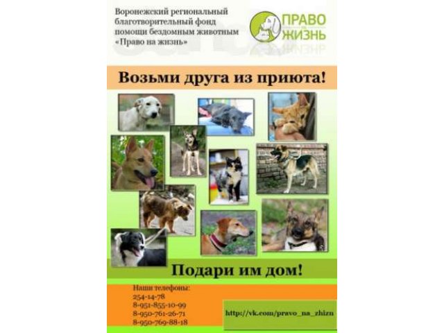 Приют для животных примет в дар корма, наполнители и др. в городе Воронеж, фото 1, стоимость: 0 руб.