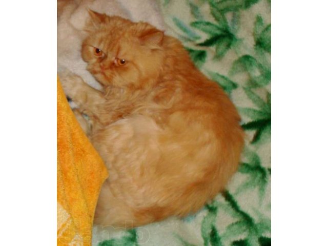 Персидский кот ищет персидскую кошечку в городе Чита, фото 2, стоимость: 0 руб.