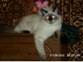 Шикарный кот для вязки в городе Тверь, фото 1, Тверская область