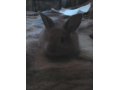 крольчиха вязка в городе Псков, фото 1, Псковская область
