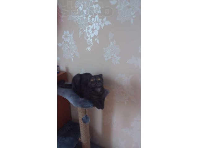 Кошечка ищет кота для Вязка в городе Ханты-Мансийск, фото 2, стоимость: 0 руб.