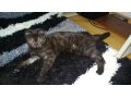 Кошечка ищет кота для Вязка в городе Ханты-Мансийск, фото 3, Животные даром