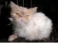 срочно ищуПерсидского кота для вязки в городе Ульяновск, фото 1, Ульяновская область