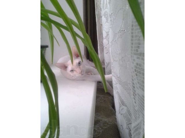 Голубоглазый Донской сфинкс Felix ищет кошечку для случки в городе Сургут, фото 1, Животные даром