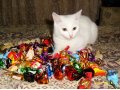 Нужен котик для вязки в городе Кострома, фото 1, Костромская область