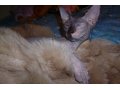 Нужен кот донского сфинкса для вязки. в городе Йошкар-Ола, фото 1, Марий Эл