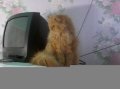 Персидская кошка ищет жениха в городе Белгород, фото 2, стоимость: 0 руб.