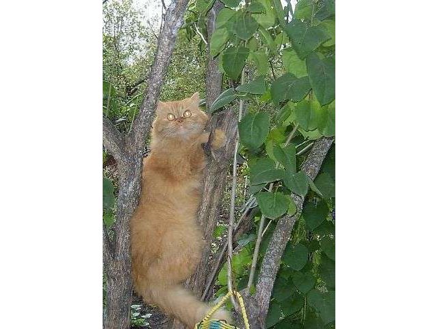 Кошечка ищет кота для вязки в городе Воронеж, фото 1, Животные даром