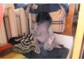 Котик донского сфинкса ищет сфинксульку в городе Чебоксары, фото 3, Животные даром