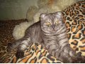 кошечка скоттиш-фолд ищет на вязку котика скоттиш-страйт в городе Волгоград, фото 1, Волгоградская область