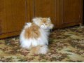 Вязка, чистая перскидская кошка ищет котика для вязки. в городе Салават, фото 1, Башкортостан