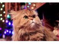 Персидская кошечка ищет кота для вязки (срочно!) в городе Благовещенск, фото 1, Амурская область