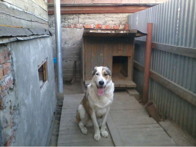 Вязка в городе Северск, фото 1, Томская область