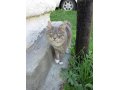 Курильский бобтейл ищет кошку в городе Нижний Новгород, фото 1, Нижегородская область