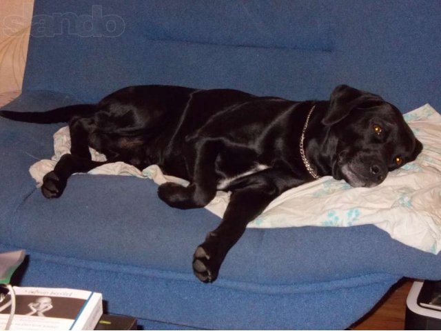 Макс ищет девочку для долгой дружбы или кратких встреч! в городе Стерлитамак, фото 3, Животные даром