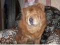 для вязки суки породы чау чау нужен чистокровный кобель в городе Кондрово, фото 1, Калужская область
