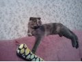 Вислоухая кошечка ищет кота для вязки в городе Ульяновск, фото 1, Ульяновская область