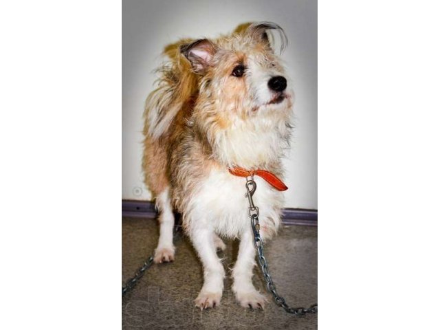 Позитивчик Вадик в поисках Семьи! в городе Пермь, фото 2, Животные даром