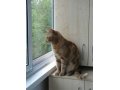 Кот для вязки в городе Екатеринбург, фото 1, Свердловская область