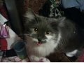 нужен  кот для кошечки породы курильский бобтейл в городе Хабаровск, фото 1, Хабаровский край