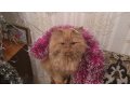 кошка для вязки!! в городе Омск, фото 1, Омская область