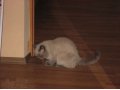 Кот ищет кошечку для вязки в городе Красноярск, фото 1, Красноярский край