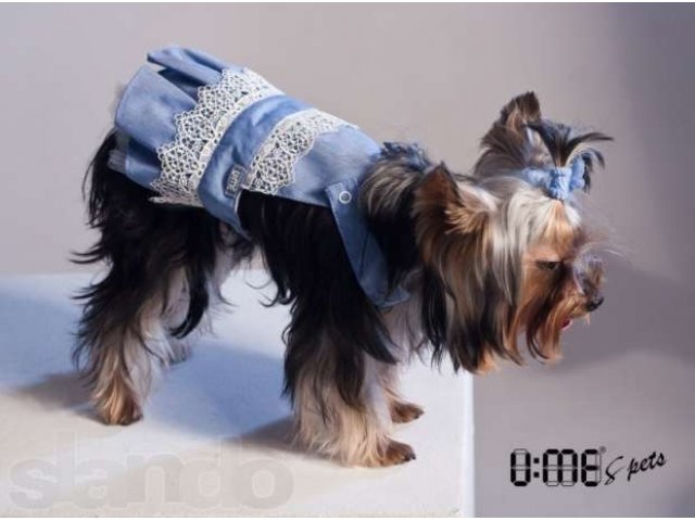 Сарафан деним. Одежда для маленьких собак и собачек в городе Санкт-Петербург, фото 1, Аксессуары