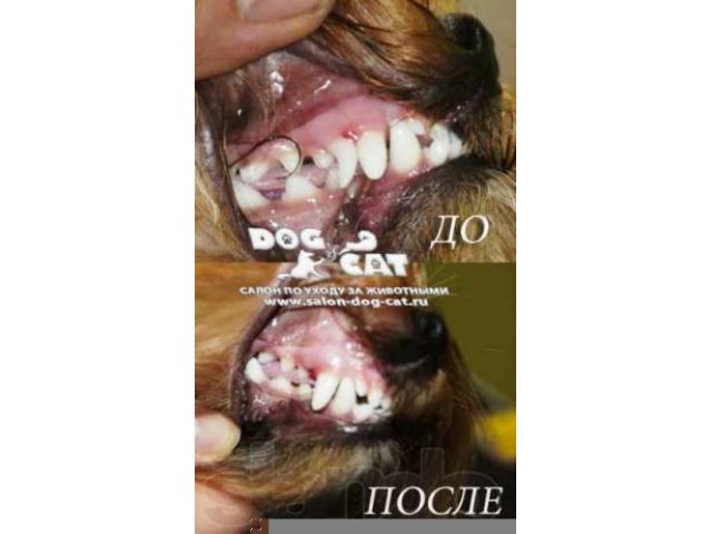 Жидкая зубная щетка для кошек и собак в городе Краснодар, фото 4, Аксессуары
