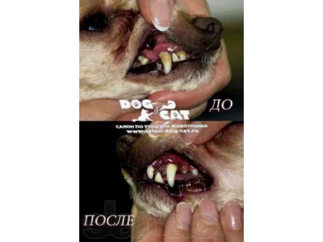 Жидкая зубная щетка для кошек и собак в городе Краснодар, фото 5, Краснодарский край